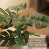 Kobe Flower Story MH-1003 Faux Green Mini Monstera Pot, Height
