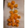 Unspecified Scotch Bonnet Hot Pepper Organic Gmo (Seed 30+)