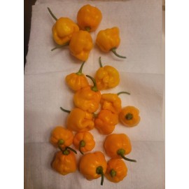 Unspecified  Scotch Bonnet Hot Pepper Organic Gmo (Seed 30+)