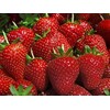 10 Evie Everbearing Strawberry Plants - Bare Root Plants from