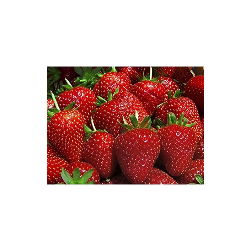 10 Evie Everbearing Strawberry Plants - Bare Root Plants from