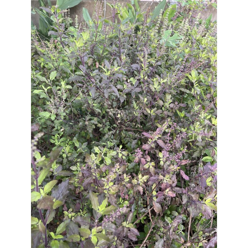 1g Red Holy Basil Seeds (2,000+seeds), กะเพราแดง