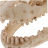 Ciieeo Resin Dinosaur Skull Model Simulated Skull Decoration for Office