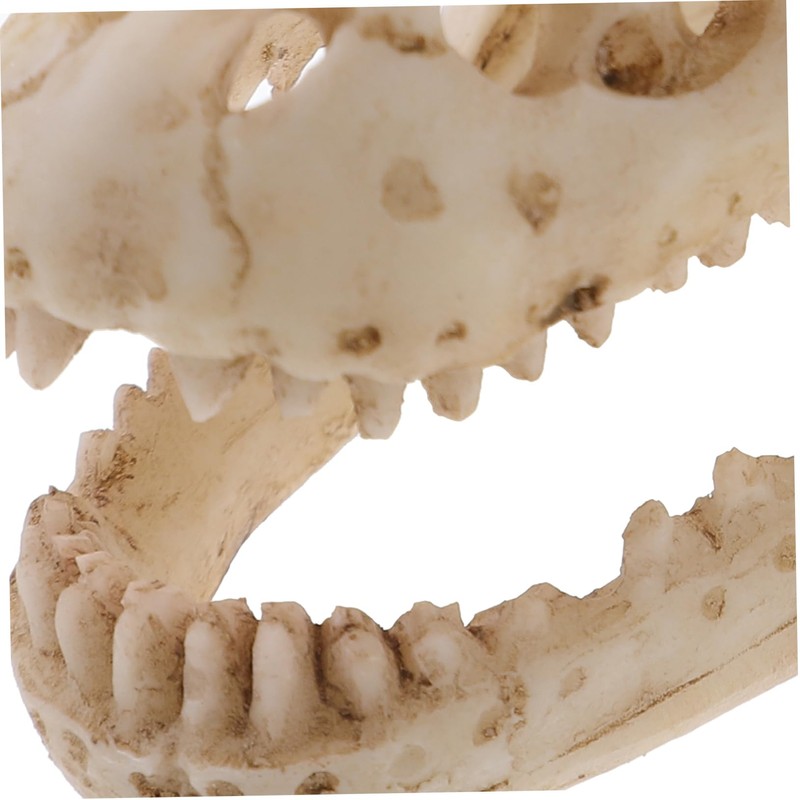 Ciieeo Resin Dinosaur Skull Model Simulated Skull Decoration for Office