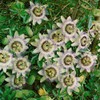 Outsidepride Passion Flower - 500 Seeds