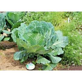 Little Seed Store 600+GEORGIA COLLARD GREENS Seeds Heirloom Vegetable Spring Fall Garden Container