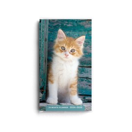 DaySpring - Kitten 2024 – 2025 Planner - 28-Month - 2 Year Pocket Calendar (U0270)
