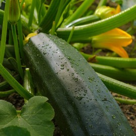 EVERWILDE FARMS 1/4 Lb Dark Green Zucchini Summer Squash Seeds - Everwilde Farms Mylar Packet