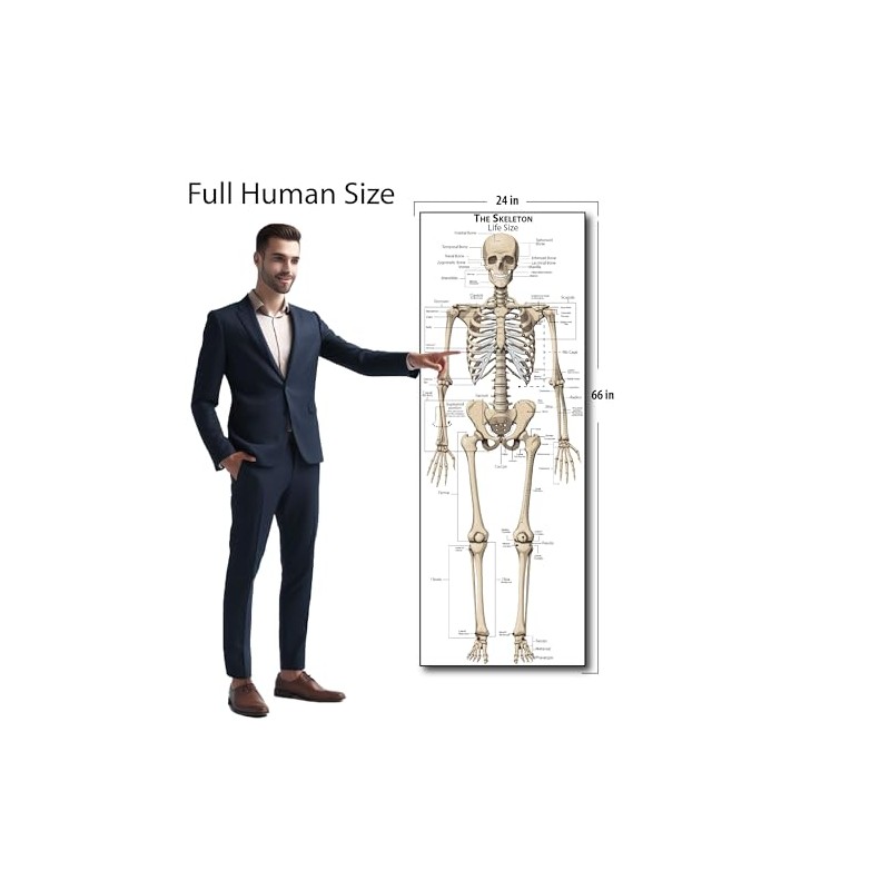Life Size Skeleton bones named Poster for classroom or lab