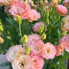 Lisianthus Flower Seeds for Planting - 300+ Annual Lisianthus Double