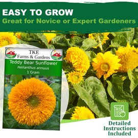 TKE Farms & Gardens - Teddy Bear Sunflower Seeds for Planting, 1 Gram, 30 Heirloom Seeds, Non-GMO, Packet Includes Instructions for Growing, Helianthus annuus, Qty 1
