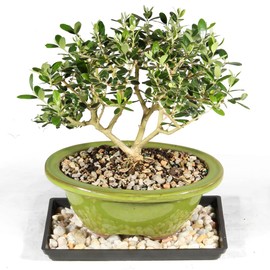 Brussel's Bonsai Live European Olive Bonsai Tree - Small, 4 to 8 in - Ceramic Bonsai Pot with Humidity Tray