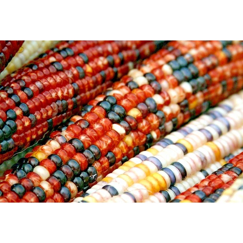 Little Seed Store 50+ORNAMENTAL RAINBOW INDIAN CORN Seeds Native Heirloom