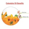 Calendula (Calendula officinalis) Oil - 3.38 Fl Oz (100ml)