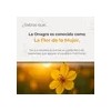 Aceite De Onagra (prímula) Femenino | 120 Softgels | Maklen