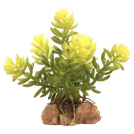 Zoo Med Burros Tail Desert Flora Terrarium Plant