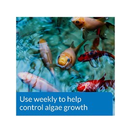 API POND ALGAEFIX Algae Control 64-Ounce Bottle (FF-169D)