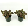 Fittonia Pink Nerve Plant Live Potted Houseplants Air Purifying, 2.5"