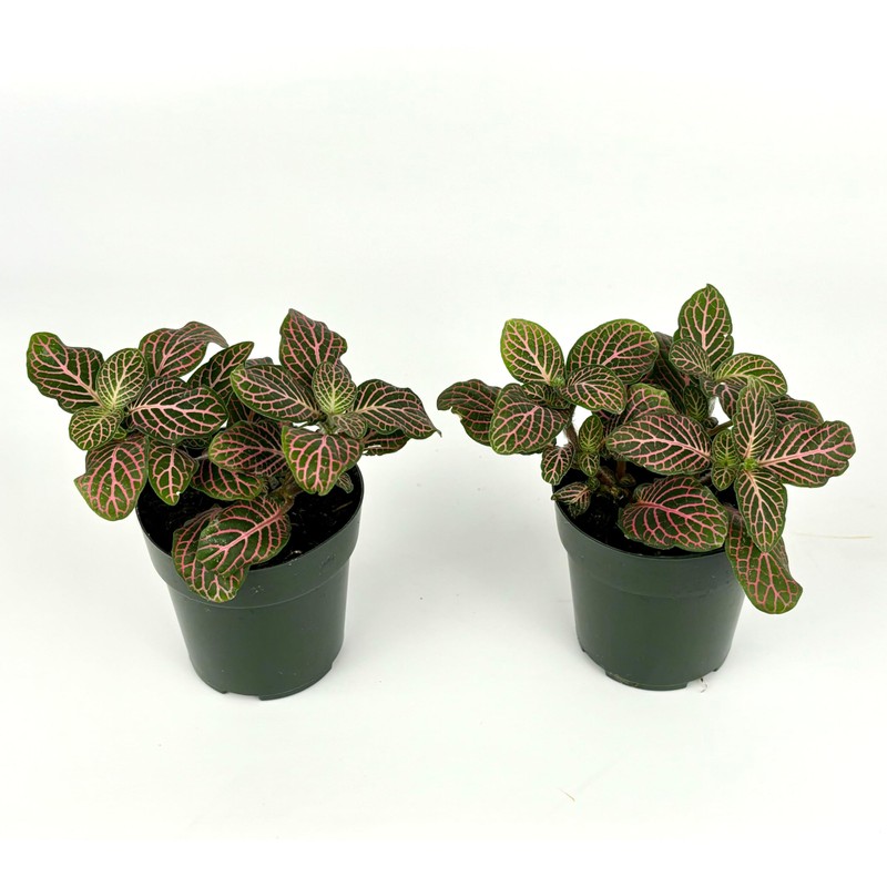 Fittonia Pink Nerve Plant Live Potted Houseplants Air Purifying, 2.5"