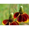 Mexican Hat, Red Mexican Hat Flower Seed, 100+ seeeds per