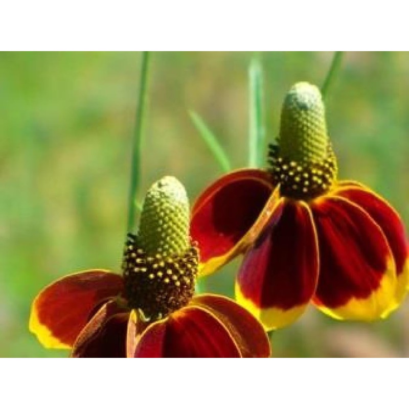 Mexican Hat, Red Mexican Hat Flower Seed, 100+ seeeds per