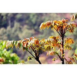 zellajake Vegetable Seed Toon Seeds Edible red Oil toon Potted toona sinensis Tree Seeds 30 pcs