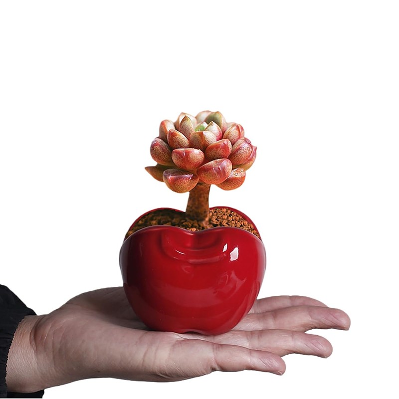 Red Apple-Shaped Ceramic Pot Novelty Succulent Planter Small Flowerpot Air
