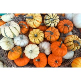Sunshine Master Mini Mix Pumpkin Seeds Blend Tiger/White/Ja - 30 Seeds (All type Mix)