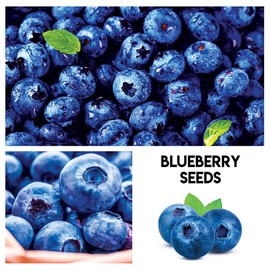 Fruit Garden Seeds Kit for Growing - Elderberry, Blueberry, Red Strawberry, White Strawberry, Raspberry, Mulberry. 100 Seeds of Each Fruit - Packaged Individually