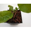 2 Fully Rooted Potted Horseradish Plants- Faster Growing than Bareroot