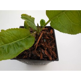 2 Fully Rooted Potted Horseradish Plants- Faster Growing than Bareroot -Hottest