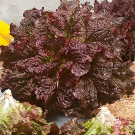 Merlot Leaf Lettuce Seeds - 1 g Packet ~850 Seeds - Non-GMO, Heirloom - Vegetable Garden - Lactuca Sativa