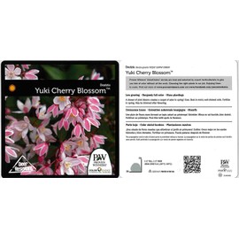 Proven Winners - Deutzia Yuki Cherry Blossom (Yuki Cherry Blossom Deutzia) Shrub, pink flowers, #3 - Size Container