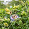 Passiflora Seeds - Packet - Blue/White Flower Seeds, Heirloom Seed,