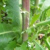 Palm Beach Medicinal Herbs - Wild Lettuce (Lactuca virosa) -