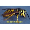 24 Wet REAL Bees YELLOW JACKET WASP V Pensylanica Wet