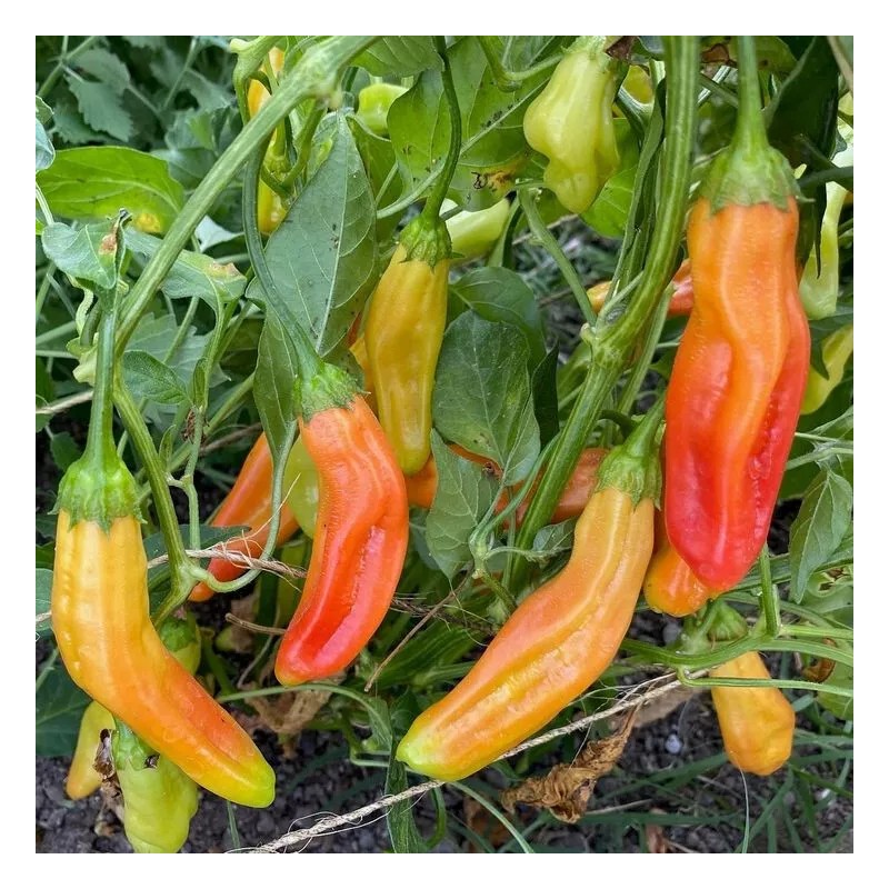 Sunshine Seeds Peruvian Aji Orange Pepper seeds (15) / ORGANIC