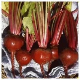 Everwilde Farms - 1/4 Lb Organic Early Wonder Beet Seeds - Gold Vault