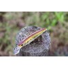 Yo-Zuri Inshore Saltware Lure Kit