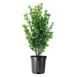 Winter Gem Korean Boxwood | 2 Large Trade Gallon Size Plants | Buxus microphylla Japonica ‘Winter Gem’ | Dense Evergreen Hedge Plants | Landscaping Shrubs for Privacy Screens