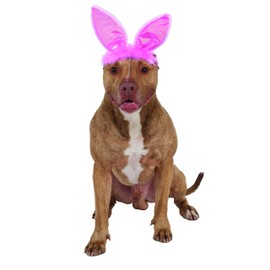 Crinkle Pink Bunny Ears Pet Headband, Medium/Large
