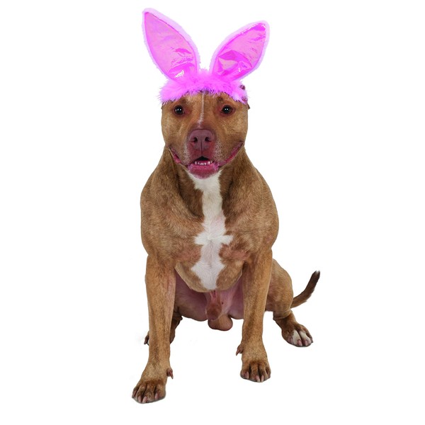 Crinkle Pink Bunny Ears Pet Headband, Medium/Large
