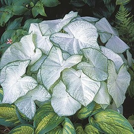 UtopiaSeeds Florida Moonlight Caladium Bulb - Fancy Leaf Caladium - 1 Caladium Root