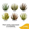 Costa Farms Dracaena Marginata Magenta Madagascar Dragon Tree Live Indoor