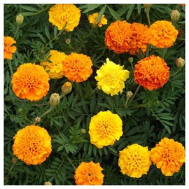 Everwilde Farms - 1 Lb Petite Mix French Marigold Wildflower Seeds - Gold Vault