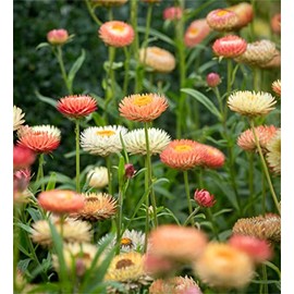 zellajake Rare Flower Seeds Plant Seeds 200 Pcs Border Filler Seeds Xerochrysum bracteatum 'Salmon Rose' (syn. Helichrysum)