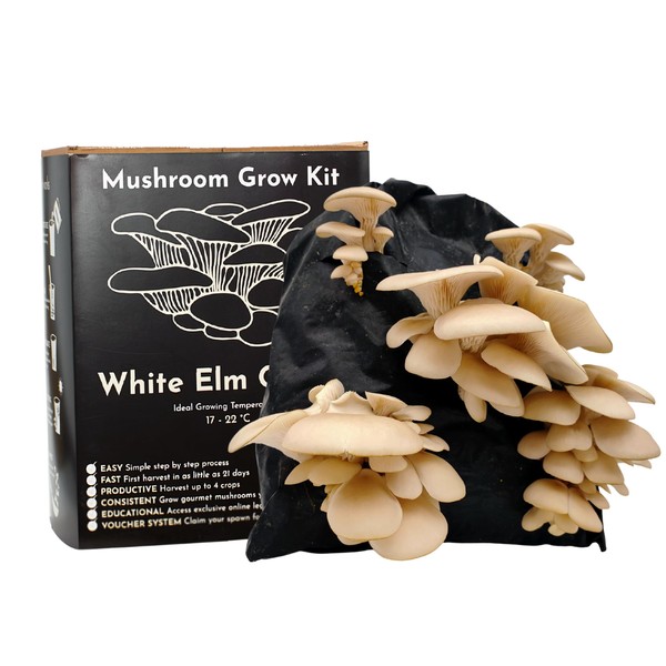 Urban Farm-It - Mushroom Growing Kit, XL White Elm Oyster (Pleurotus Ostreatus), Easy to Use and Fast Growing, Includes Voucher to Claim Living Spawn Separately for Better Yield and Gifting