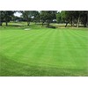 1/4 Pound Seed: Creeping Bent Grass Lawn Seed - Used