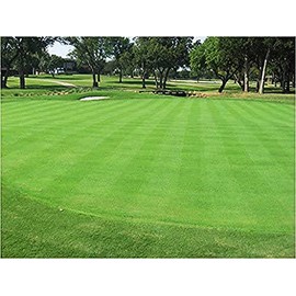 1/4 Pound Seed: Creeping Bent Grass Lawn Seed - Used on Golf Greens