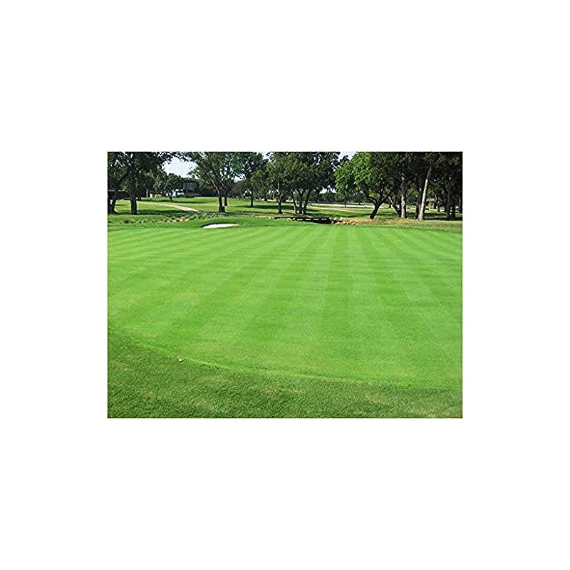 1/4 Pound Seed: Creeping Bent Grass Lawn Seed - Used